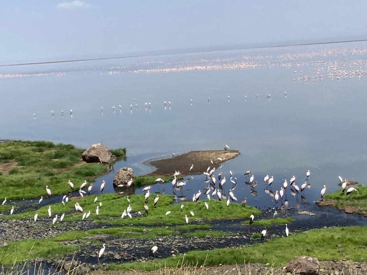 Lake Natron Maasai Guesthouse Mtowabaga Eksteriør bilde